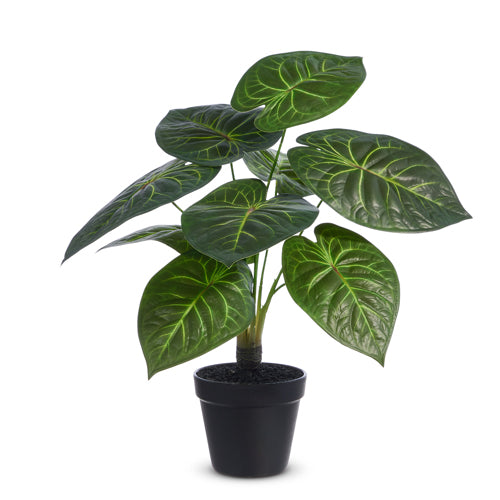 17" Potted Philodendron